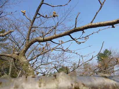 2013年4月22日 桜 八郎潟線