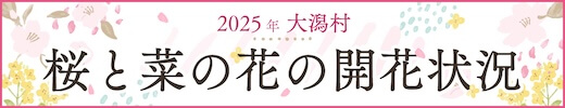2025年 大潟村　桜と菜の花の開花状況