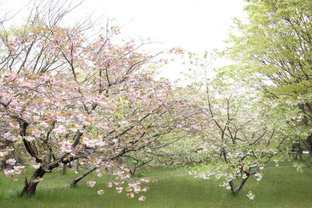 住宅地の八重桜。