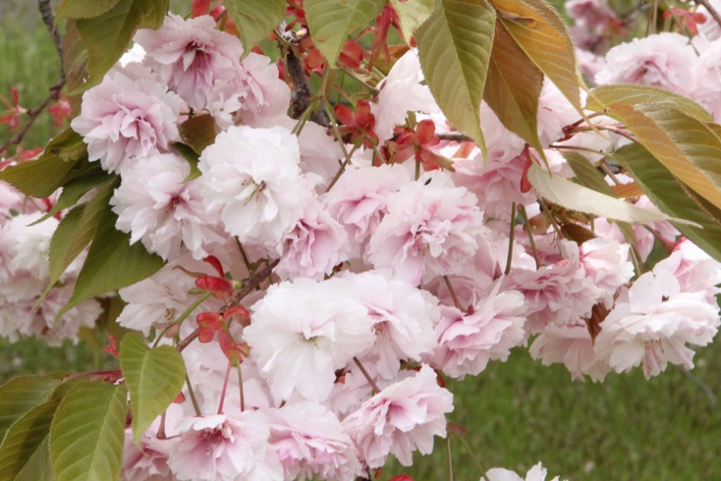 もっさもさ。さすが八重桜。