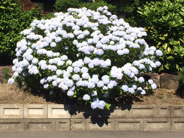写真 1