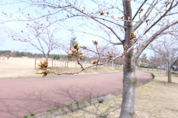 DSCF1599