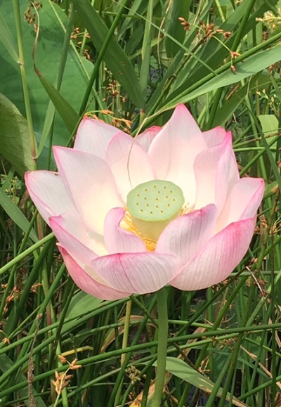 蓮の花2