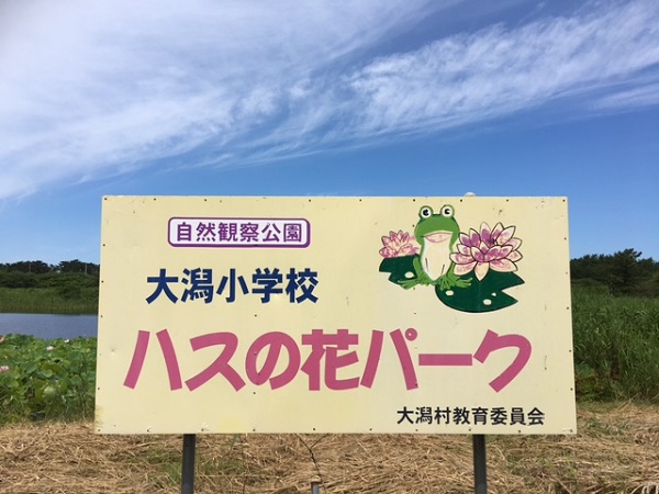 蓮の花