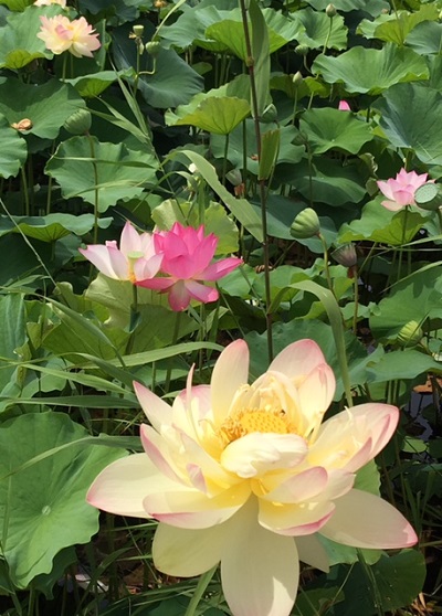 蓮の花3