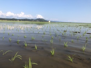 田植え５