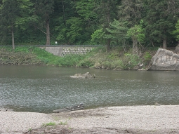 八郎太郎が力比べをして投げた石。七座神社の下米代川にあります。