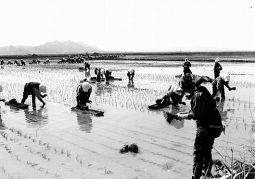 苗船に苗を載せて手植えが行われました。　（大潟村干拓博物館蔵）