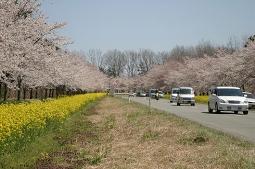 桜並木・菜の花ロード