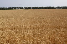 大潟村の麦畑