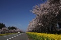 例年、ゴールデンウイーク前後には桜と菜の花が同時に見頃となり、ピンク色と黄色の鮮やかなコントラストを楽しむことができます。