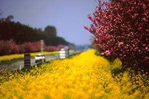 写真：菜の花ロード