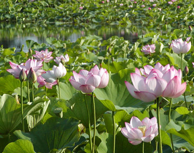 写真：南の池キャンプ場