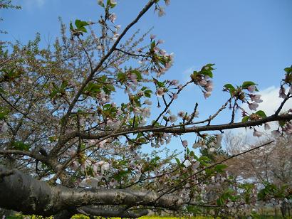 2011年5月9日 桜 八郎潟線