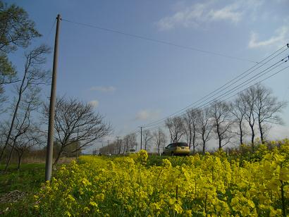 2011年5月9日 菜の花　船越線