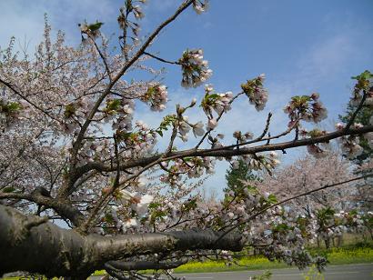 2011年5月7日 桜 八郎潟線