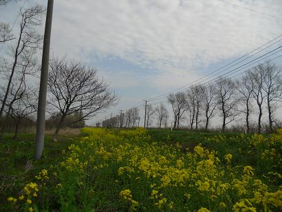 2011年5月7日 菜の花　船越線