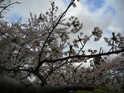 2011年5月5日 桜 八郎潟線