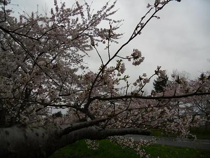 2011年5月3日 桜 八郎潟線