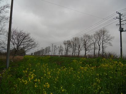 2011年5月3日 菜の花　船越線