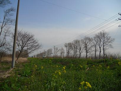 2011年4月29日 菜の花　船越線