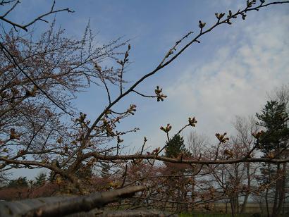 2011年4月26日 桜 八郎潟線