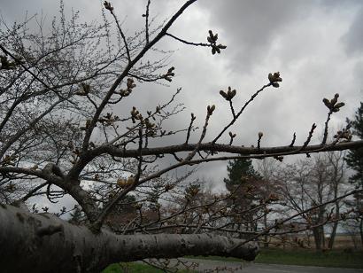 2011年4月24日 桜 八郎潟線