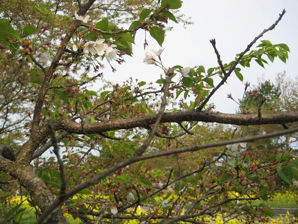 2012年5月6日 桜 八郎潟線