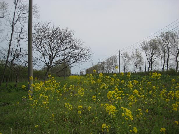 2012年5月6日 菜の花　船越線