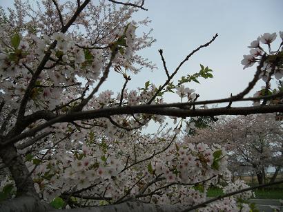 2012年5月2日 桜 八郎潟線