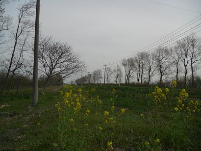 2012年5月2日 菜の花　船越線