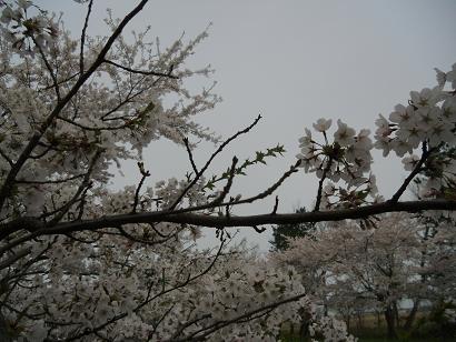 2012年4月30日 桜 八郎潟線