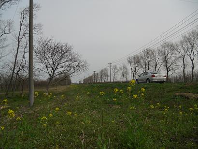 2012年4月30日 菜の花　船越線