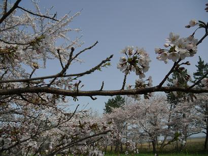 2012年4月29日 桜 八郎潟線