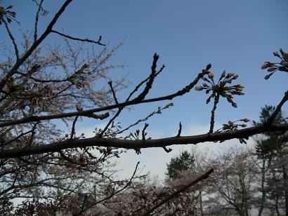 2012年4月28日 桜 八郎潟線