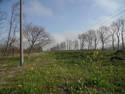 2012年4月28日 菜の花　船越線