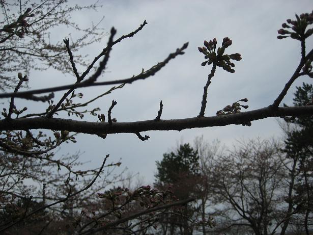 2012年4月26日 桜 八郎潟線