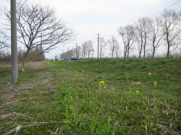 2012年4月26日 菜の花　船越線