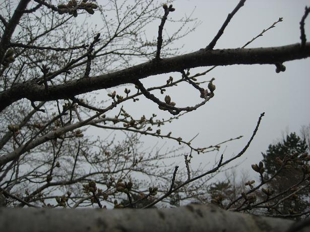 2012年4月22日 桜 八郎潟線