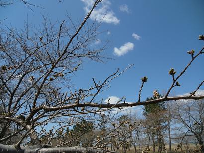 2012年4月20日 桜 八郎潟線