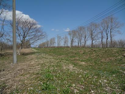 2012年4月20日 菜の花　船越線