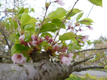 2013年5月13日 桜 八郎潟線