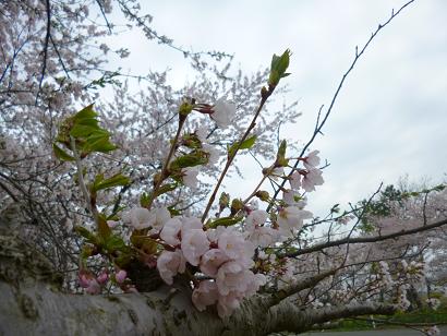 2013年5月6日 桜 八郎潟線