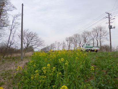 2013年5月6日 菜の花　船越線