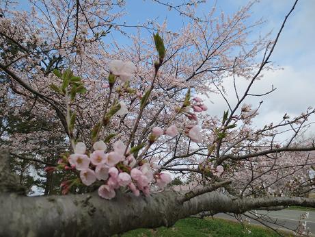 2013年5月4日 桜 八郎潟線