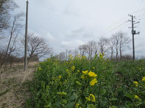 2013年5月4日 菜の花　船越線