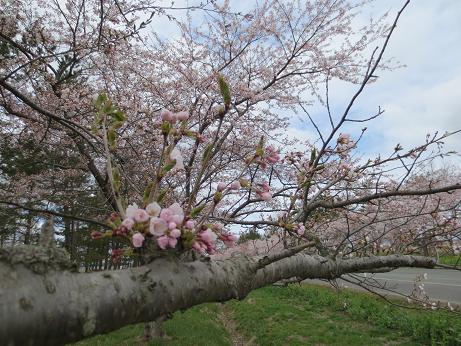 2013年5月3日 桜 八郎潟線