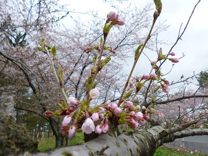 2013年5月2日 桜 八郎潟線