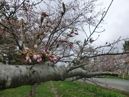 2013年5月1日 桜 八郎潟線