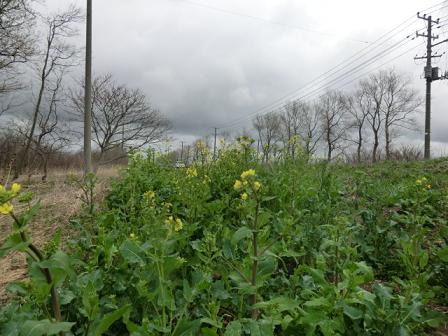 2013年5月1日 菜の花　船越線